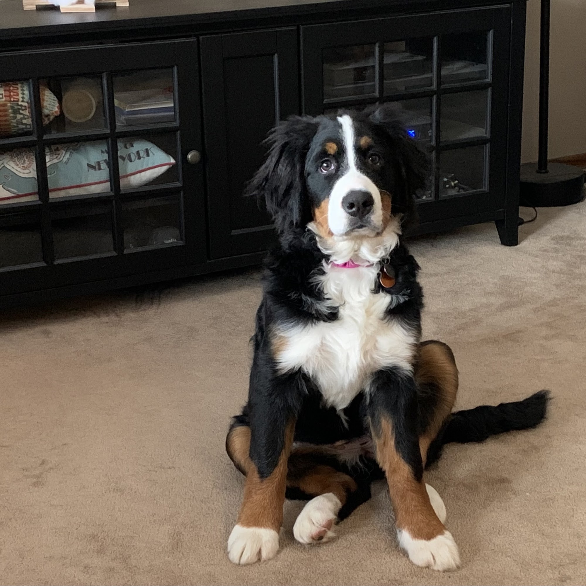 New Berlin Animal Hospital New Berlin