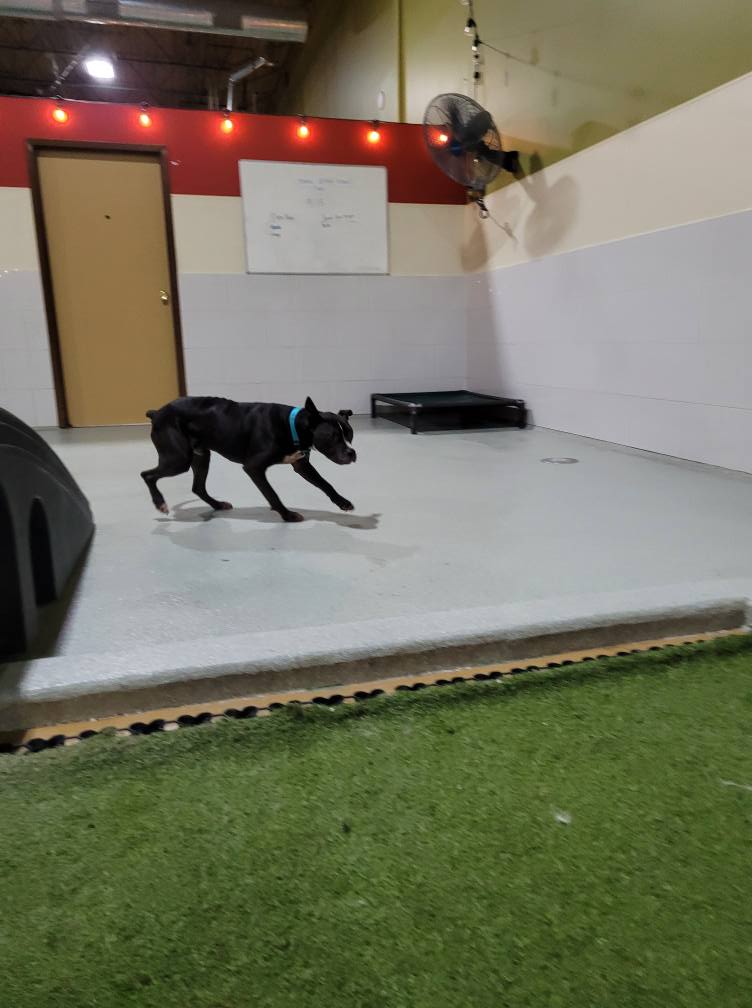 Spa Paw & Tail Premier Pet Resort New Berlin