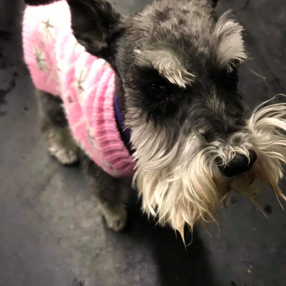 Bow Wow Club New Berlin