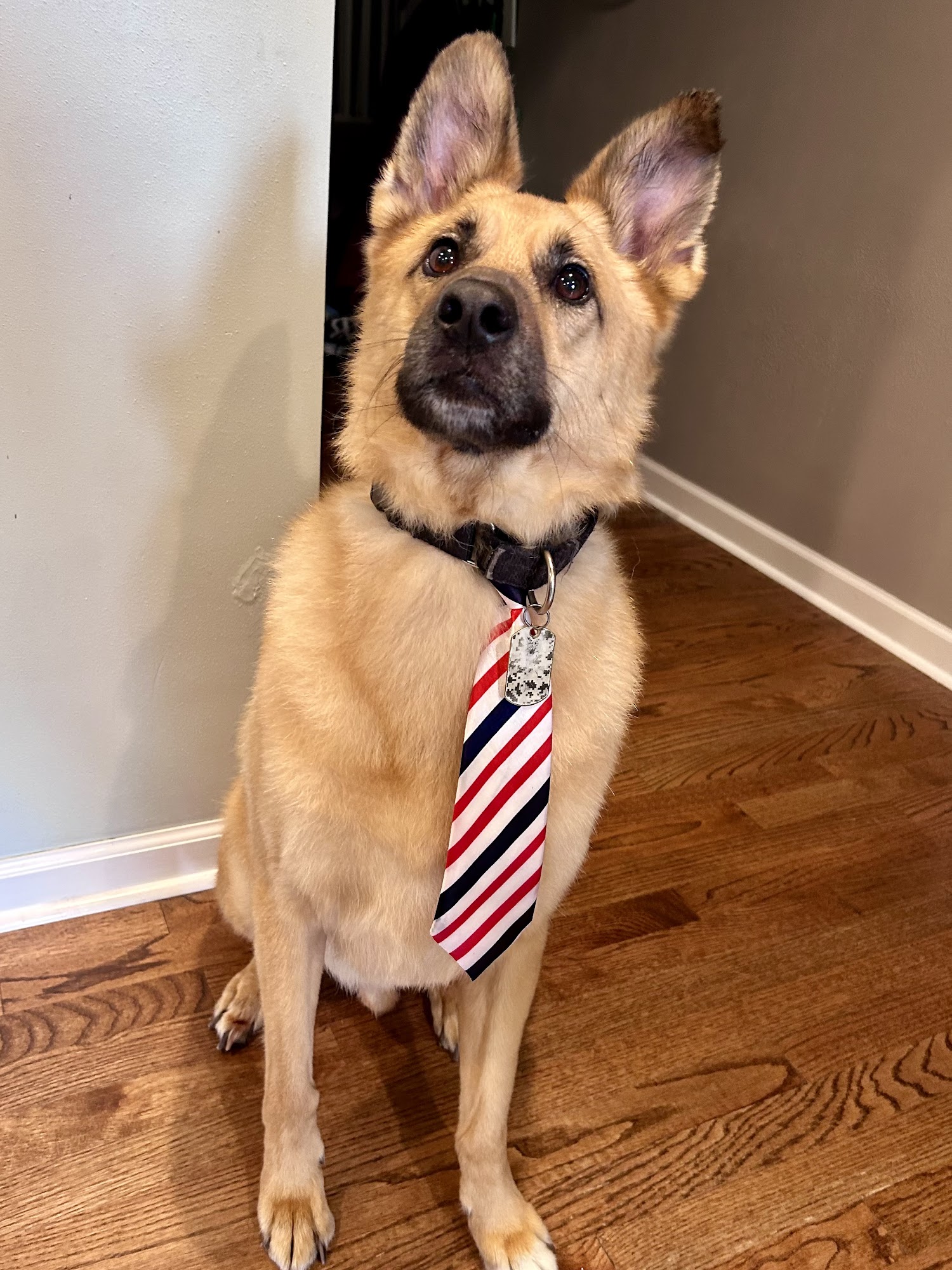 Lush Puppy Studio New Berlin