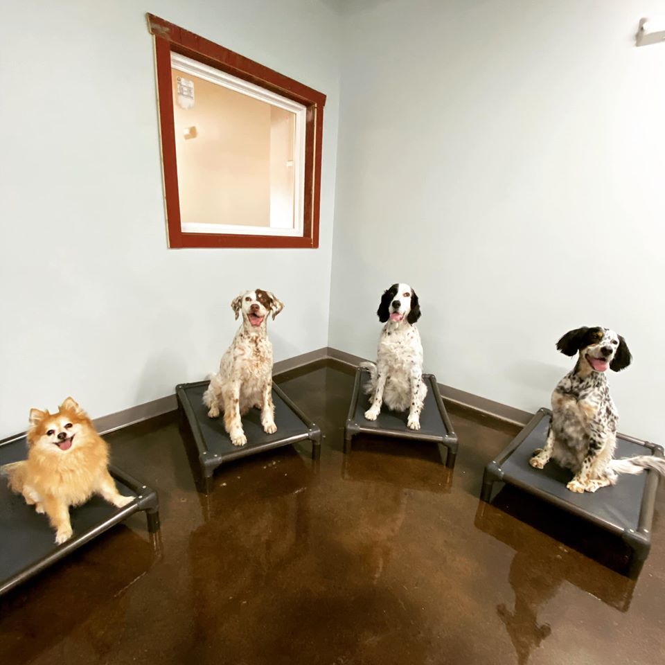 SkyDance Pet Lodge New Berlin