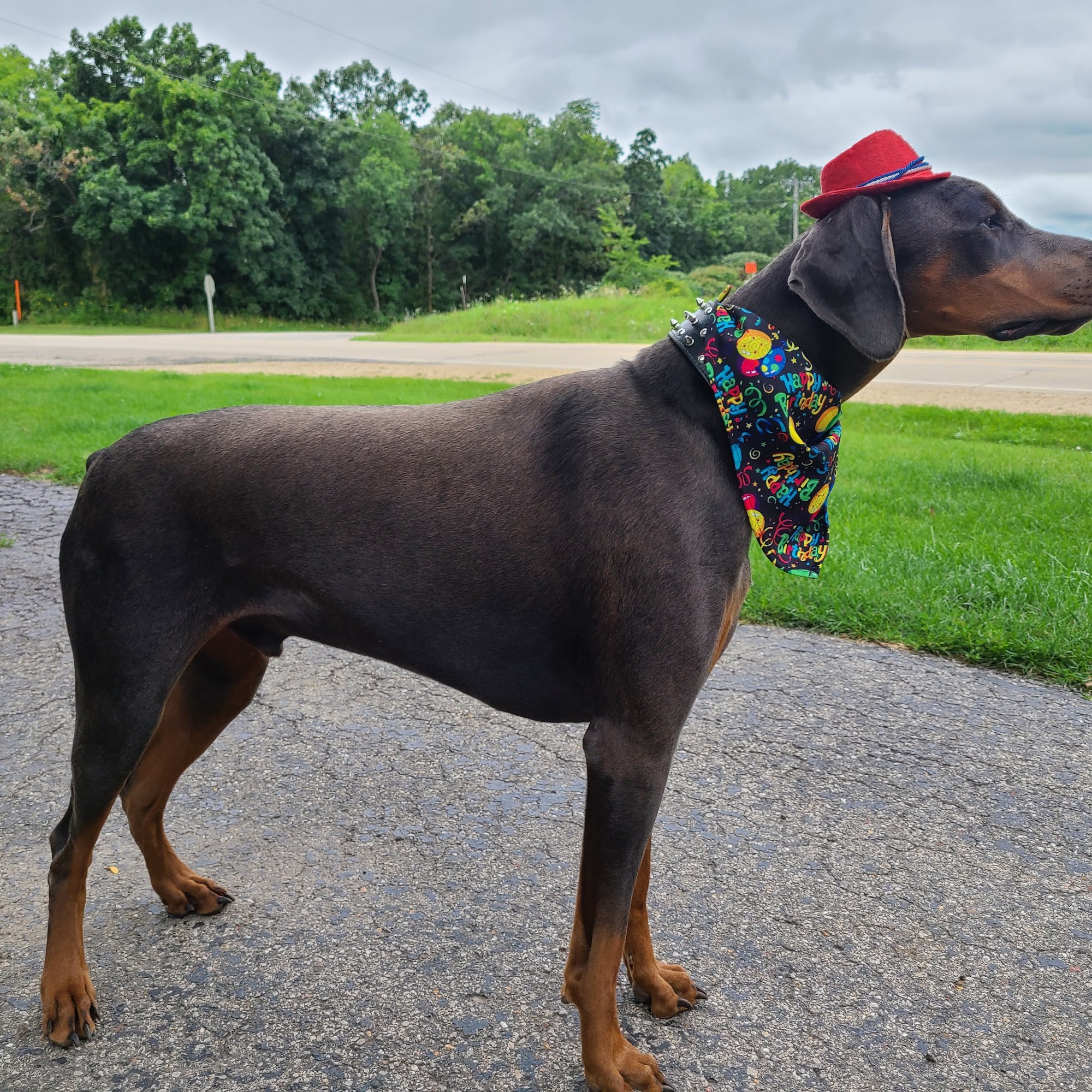 Country View Veterinary Service of New Glarus New Glarus