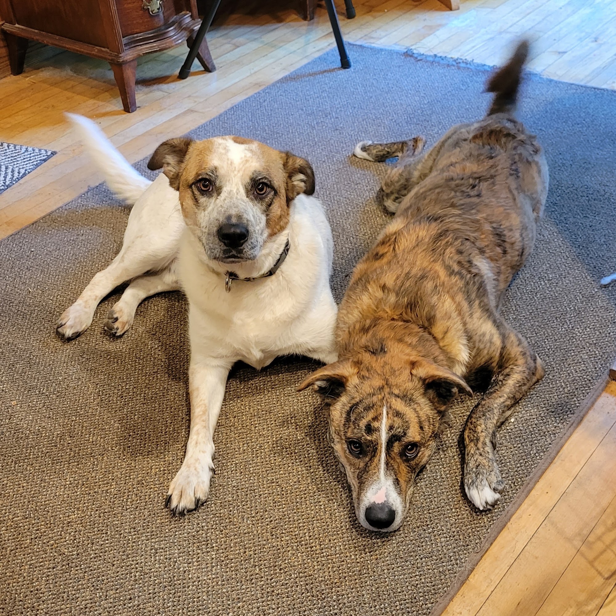 Countryside Veterinary Clinic New Richmond