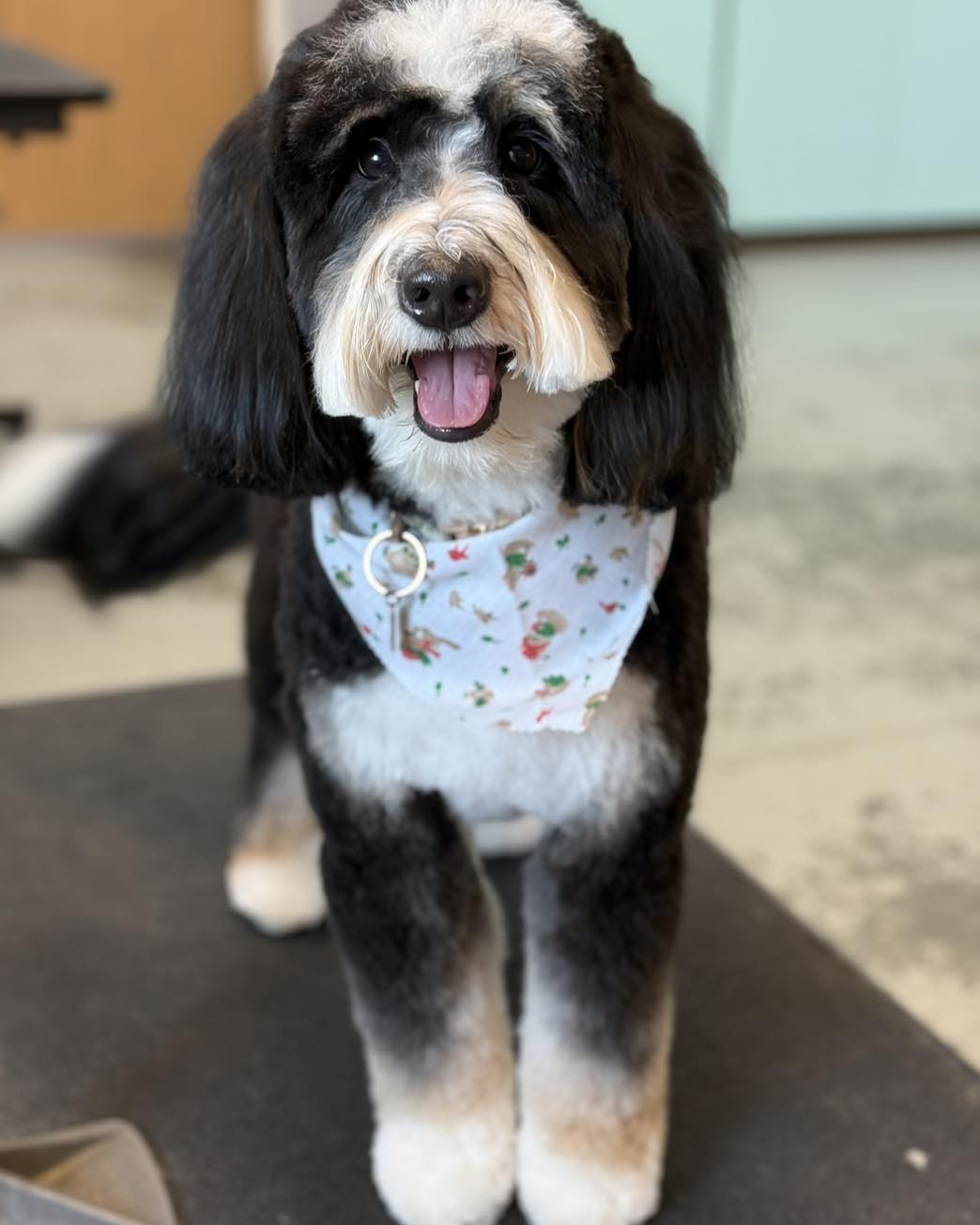 All Breed Dog Grooming New Richmond