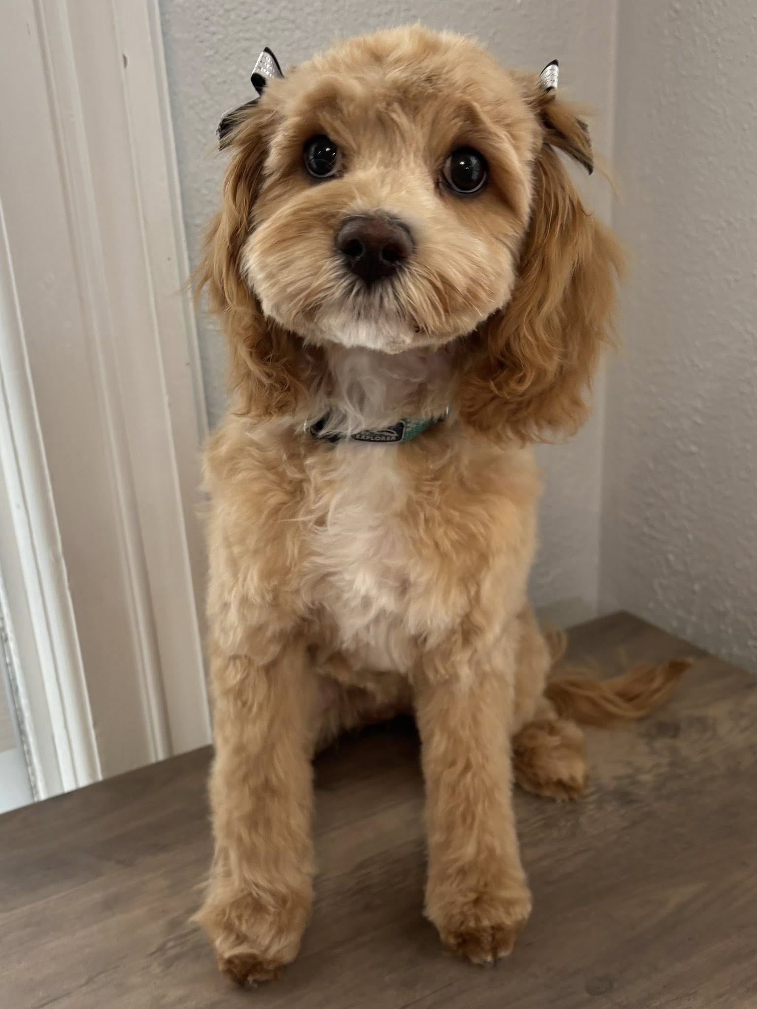 Grooming By Katrina Oconomowoc