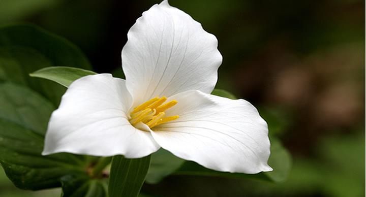Trillium Massage