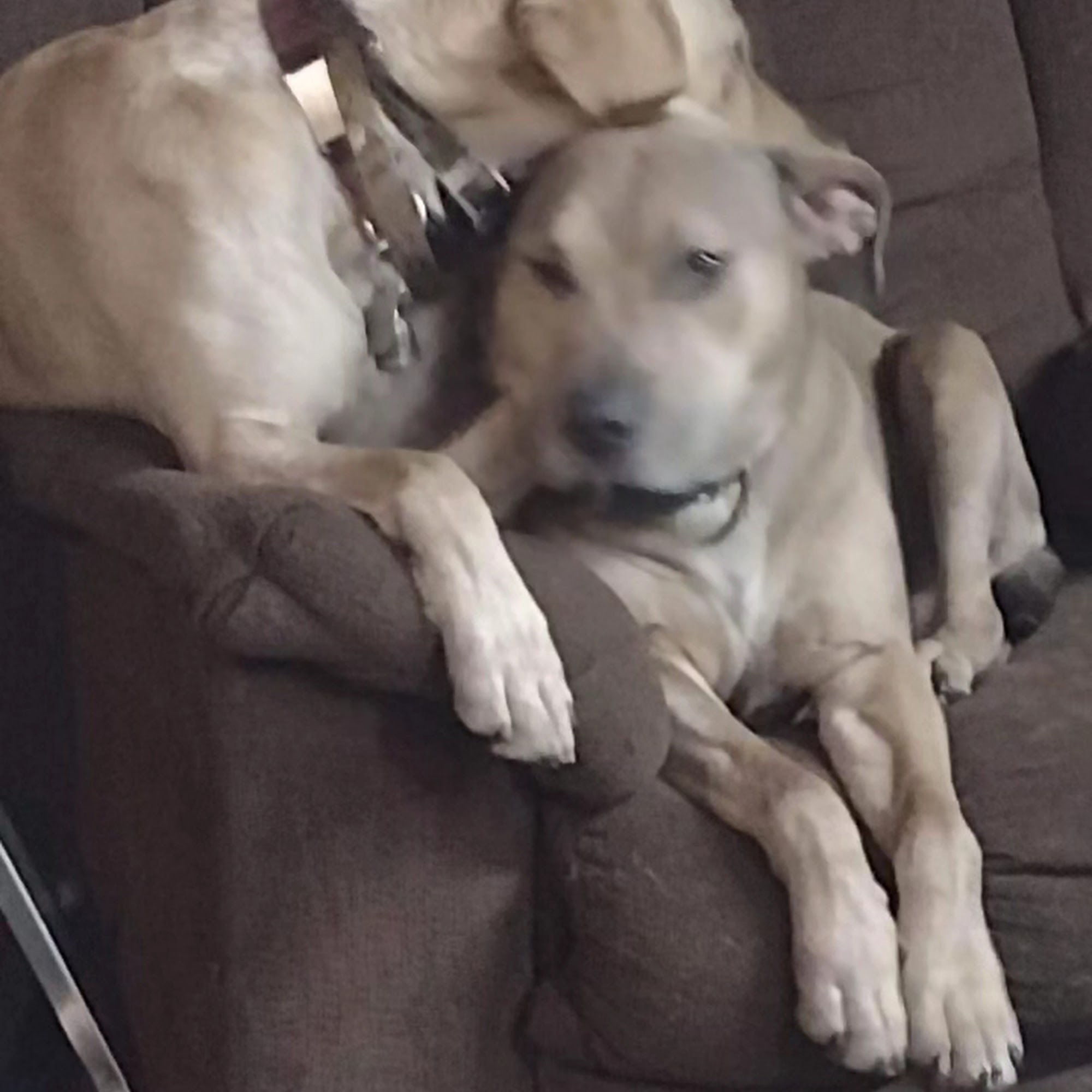 Hometown Veterinary Clinic LLC Oconto Falls