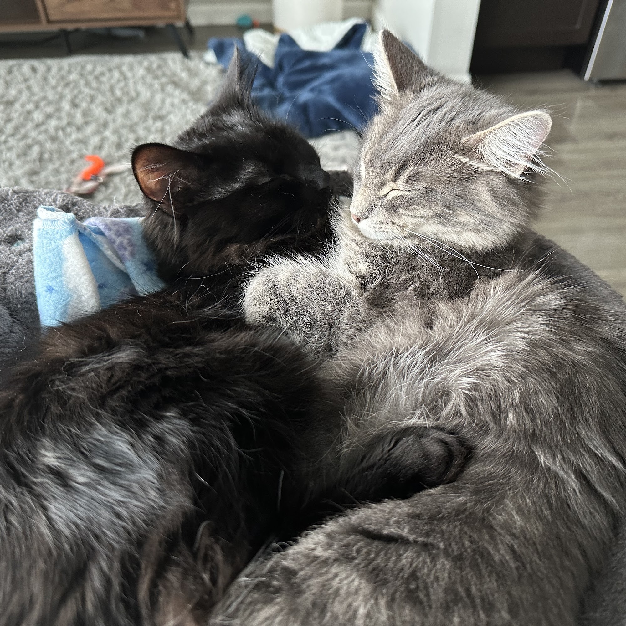 Coulee Region Humane Society Onalaska