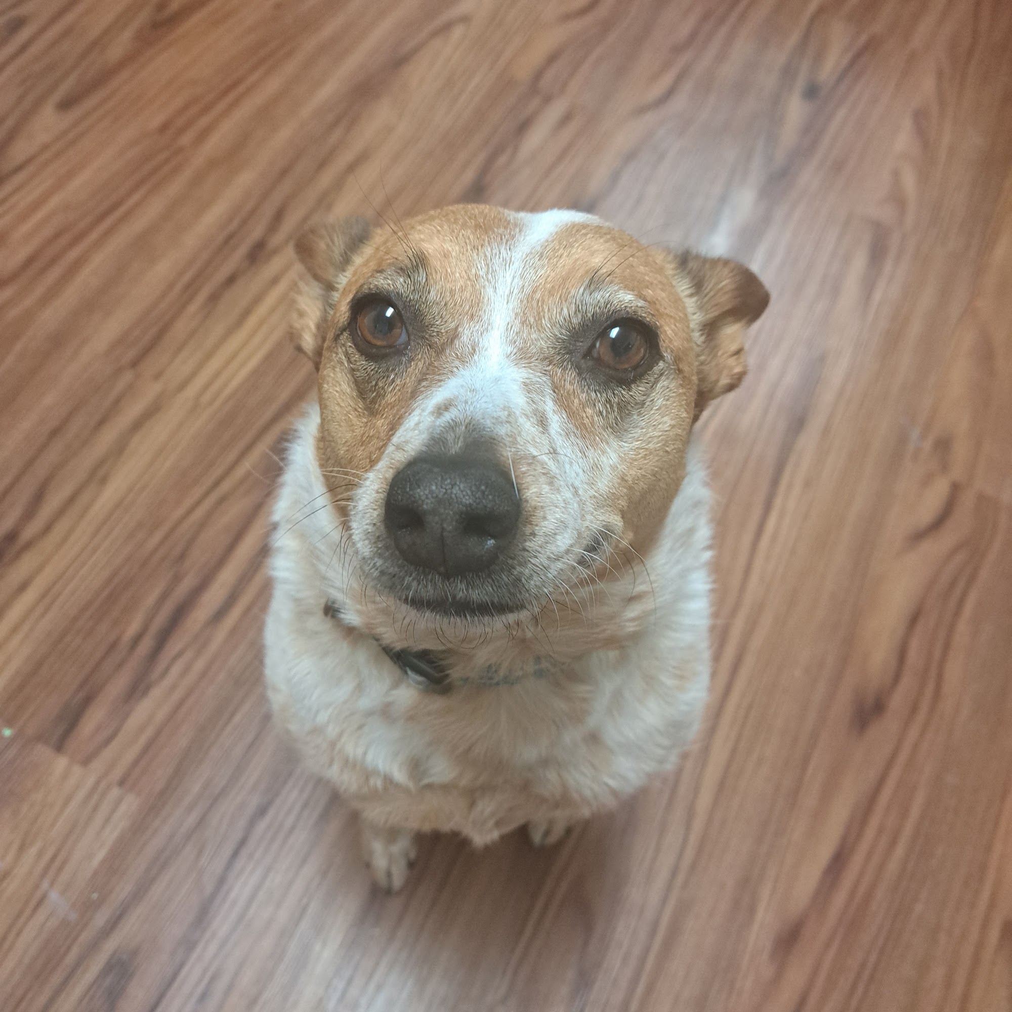 Oregon Veterinary Clinic Oregon