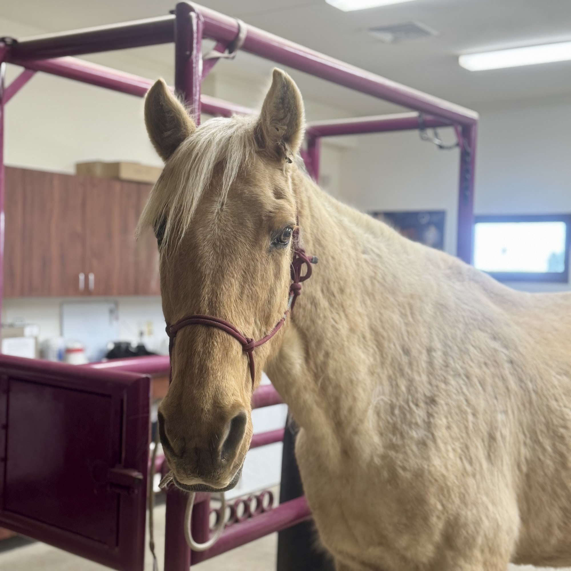 Country View Equine Clinic Oregon