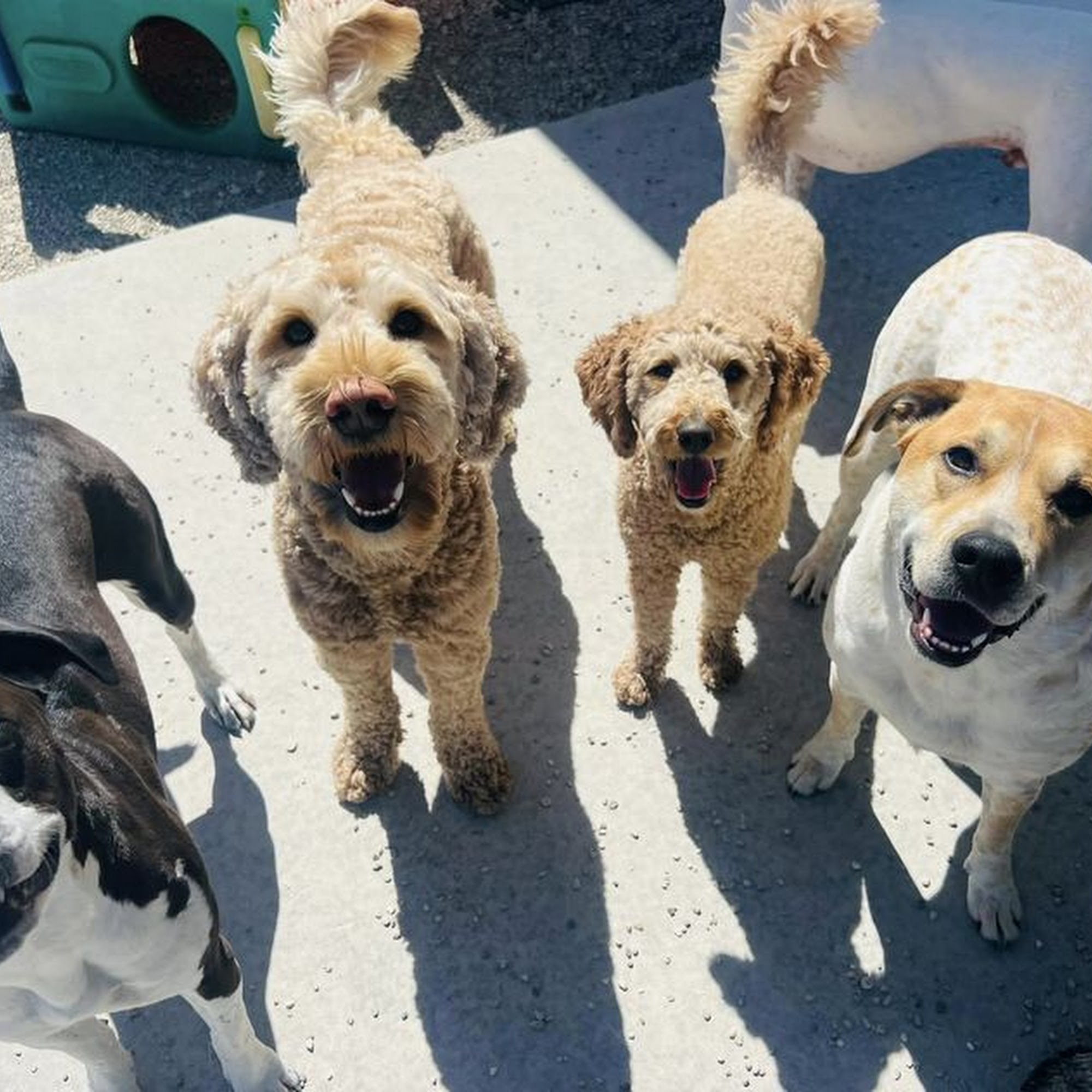 Hound Huddle, Inc. Oregon