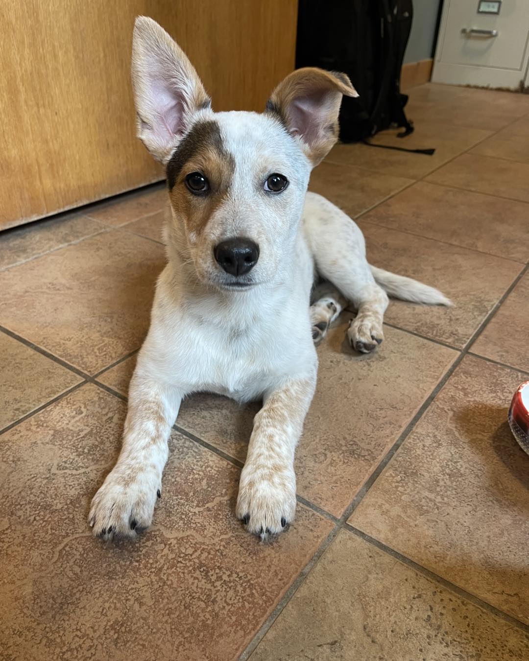 Forest Ridge Kennel Oregon