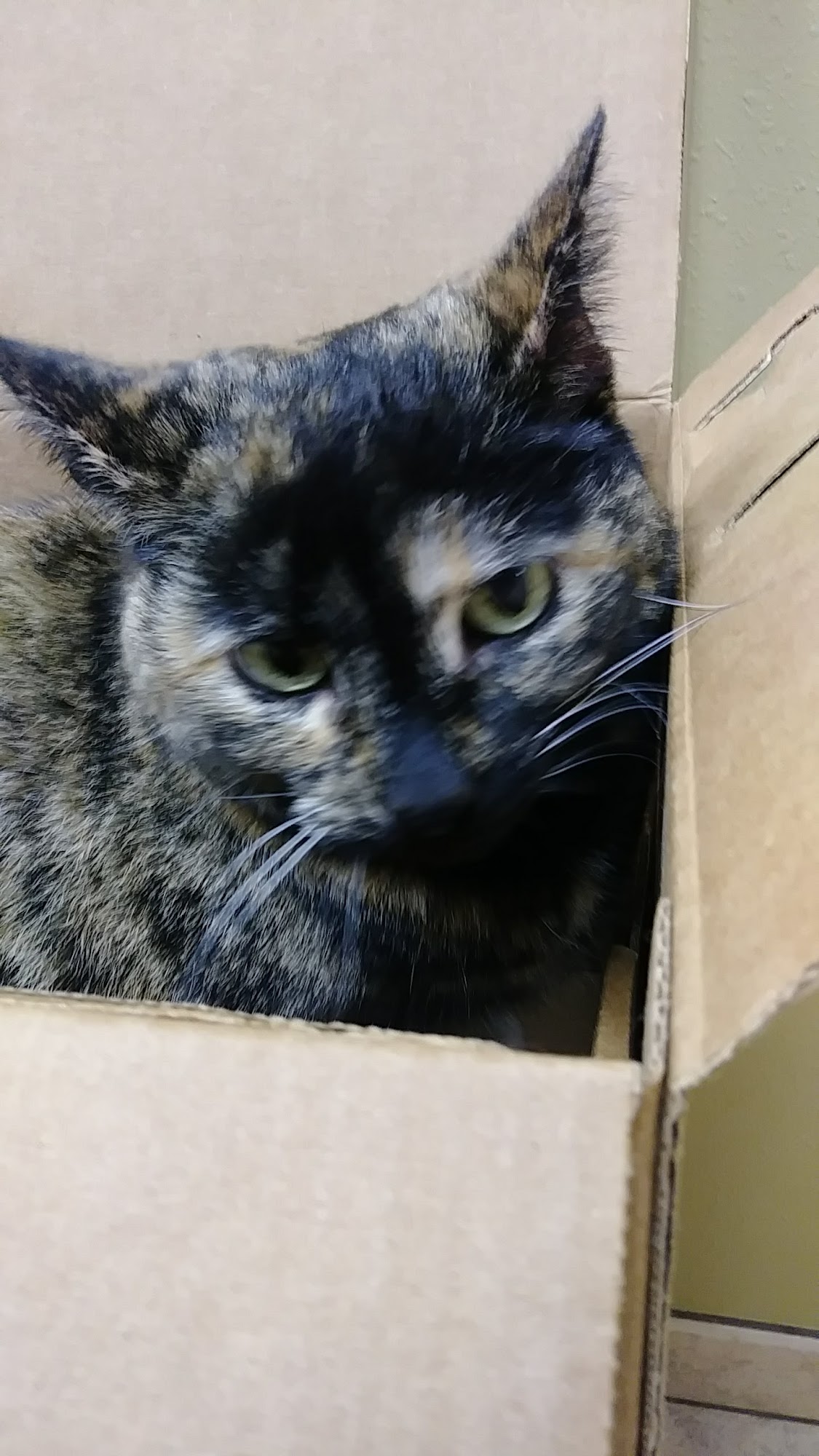 Animal Hospital of Oshkosh Oshkosh