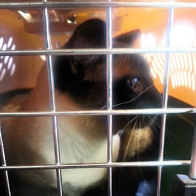 Vigil Adam a DVM Oshkosh