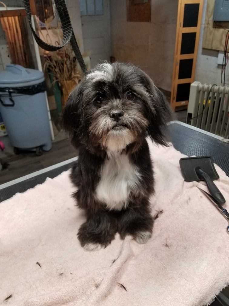 Groomer Has It Pet Spa LLC Oshkosh