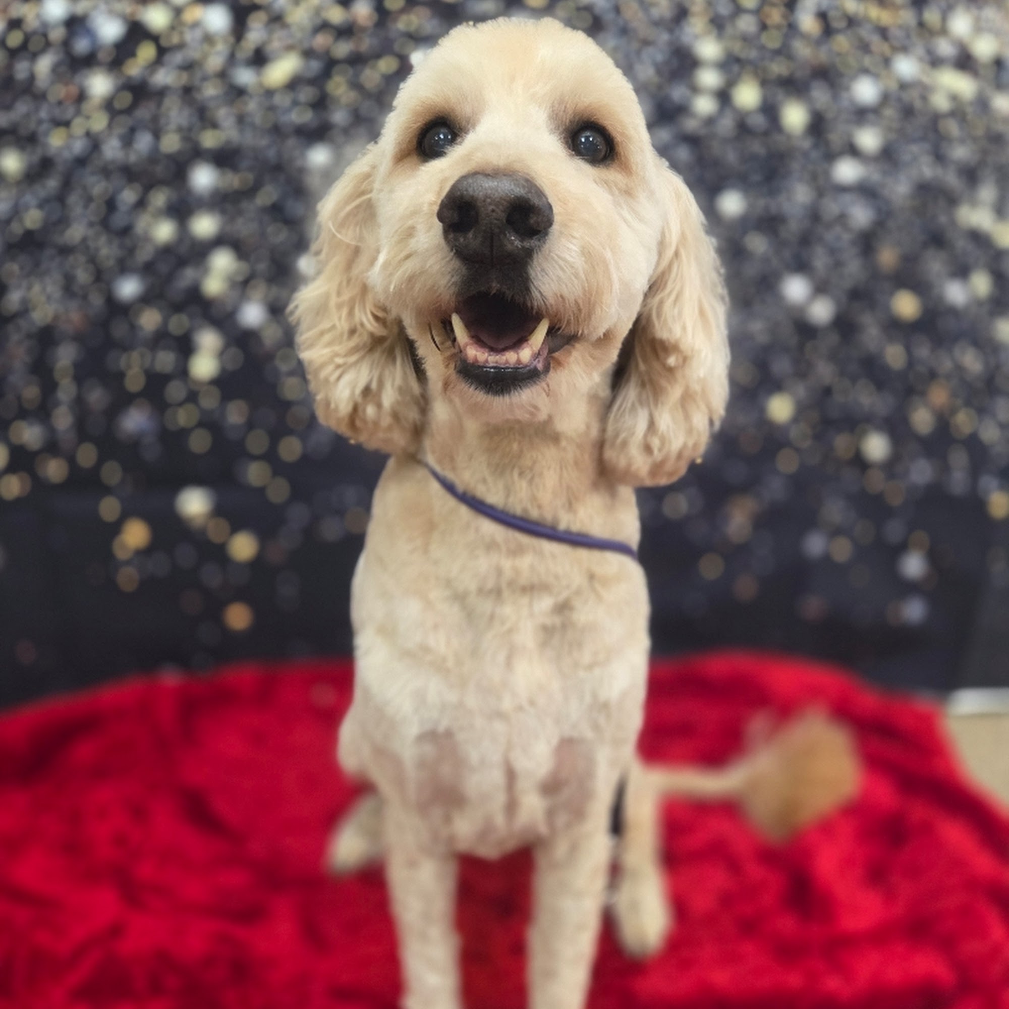 Groomer Has It Pet Spa LLC Oshkosh