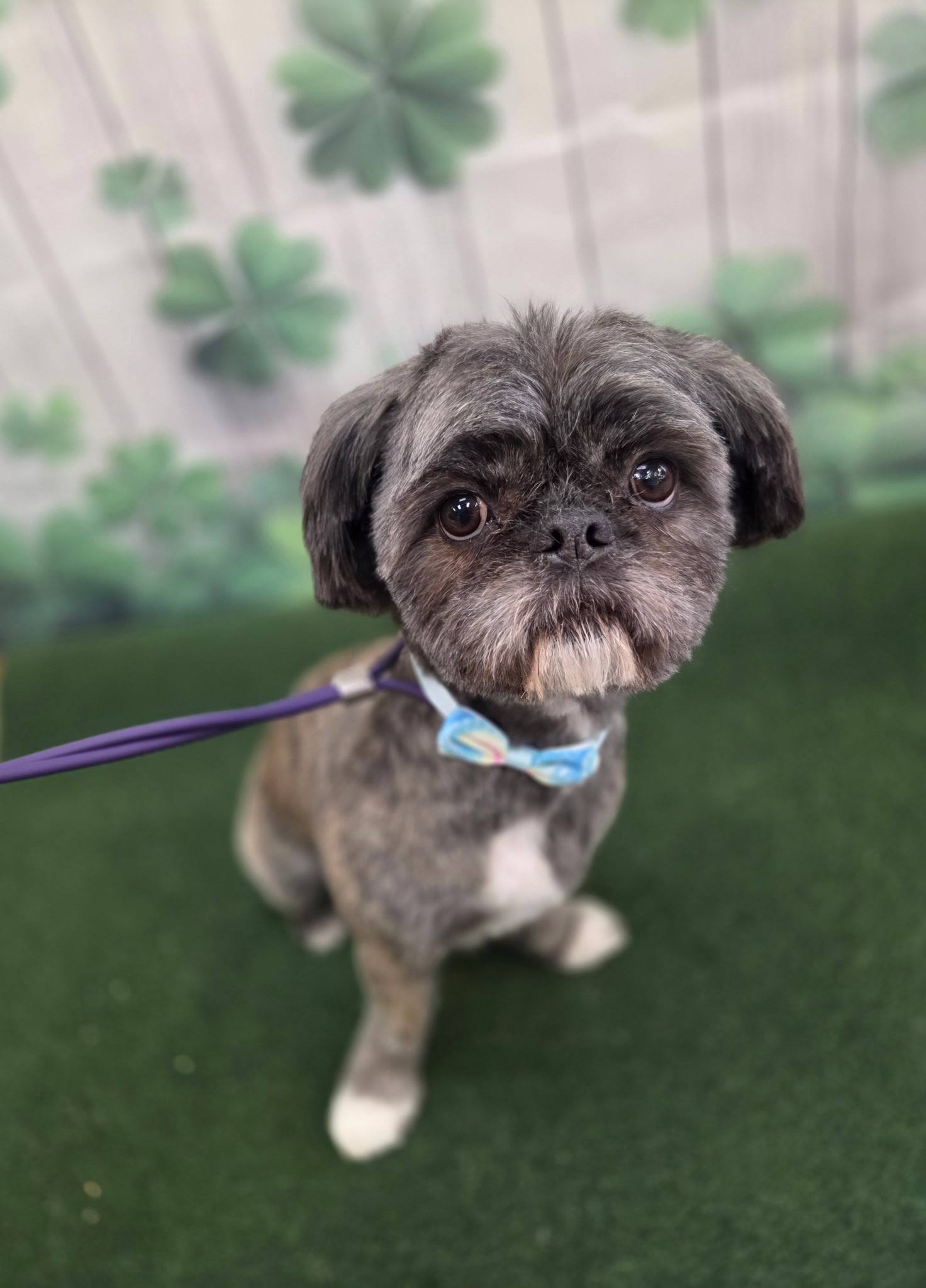 Groomer Has It Pet Spa LLC Oshkosh