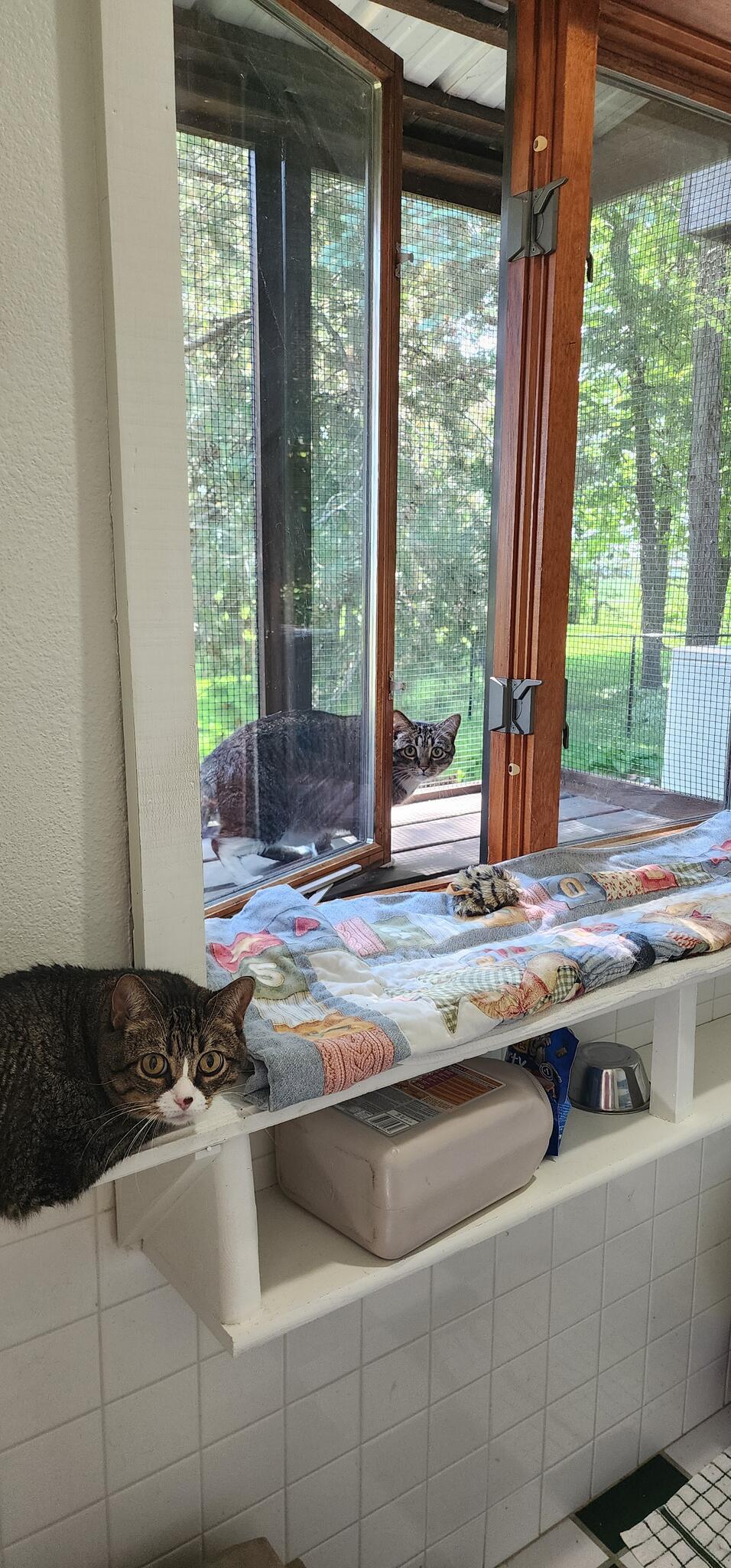 Cats Cozy Inn Oshkosh