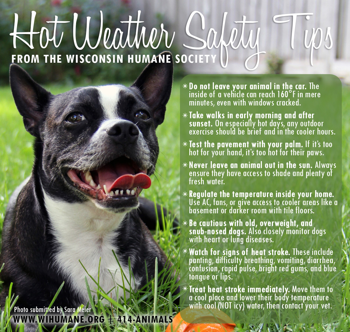 Eye Care for Animals - Pewaukee Pewaukee