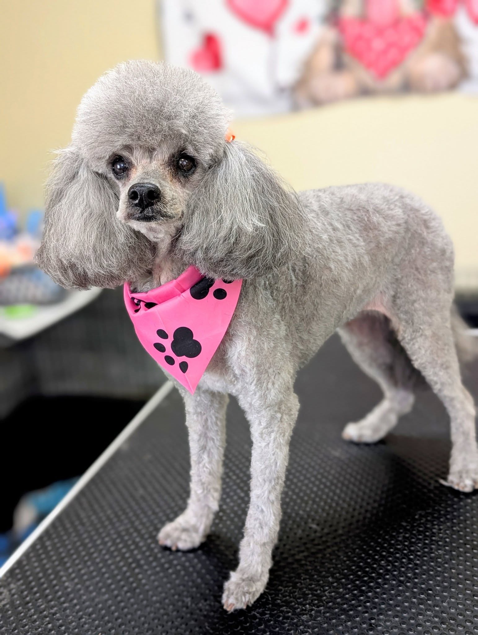 Pewaukee Dog Grooming Pewaukee