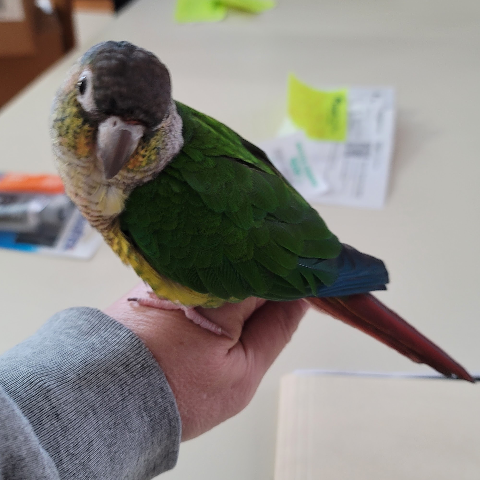 North Country Veterinary Clinic & 4Paws Pet Resort Phillips