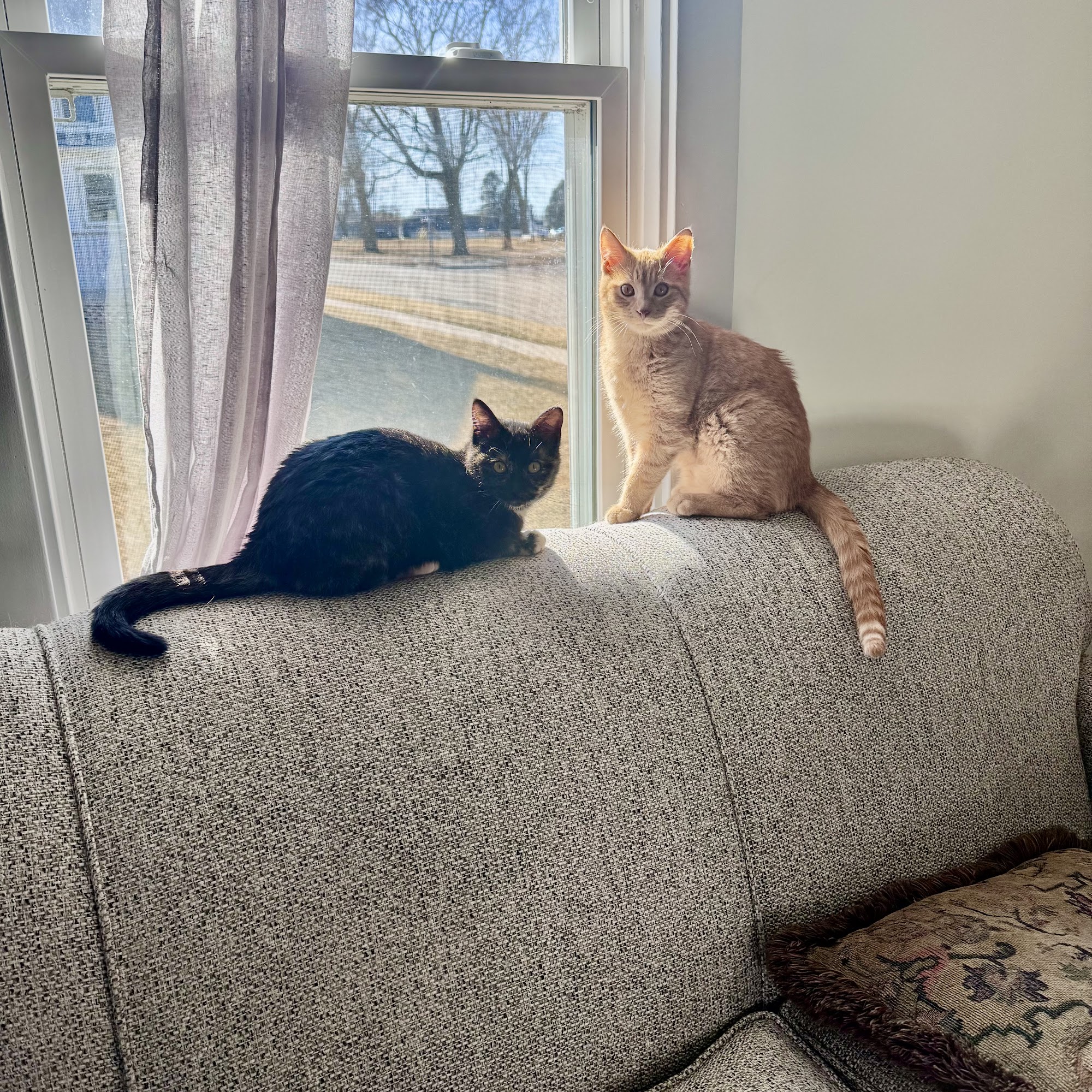 Family Pet Hospital LLC Platteville