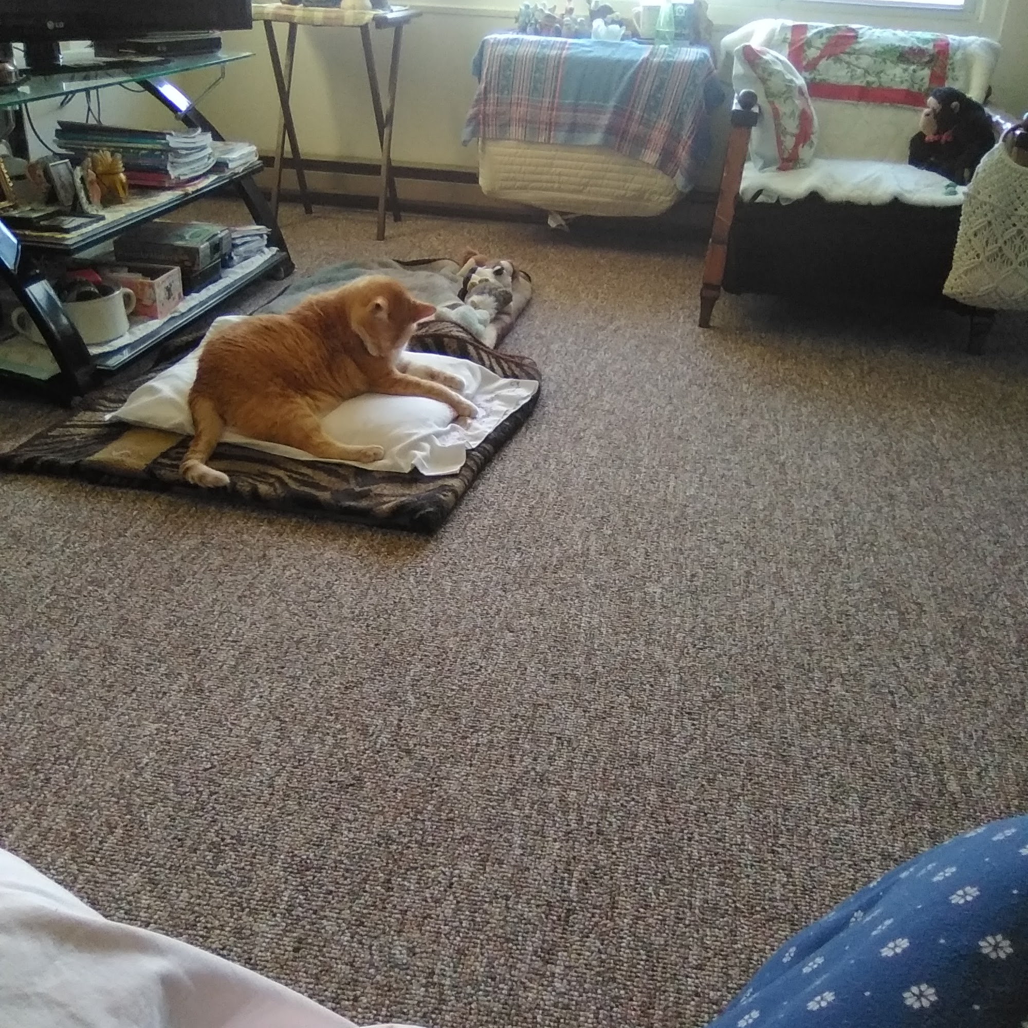 Platteville Veterinary Clinic LLP Platteville