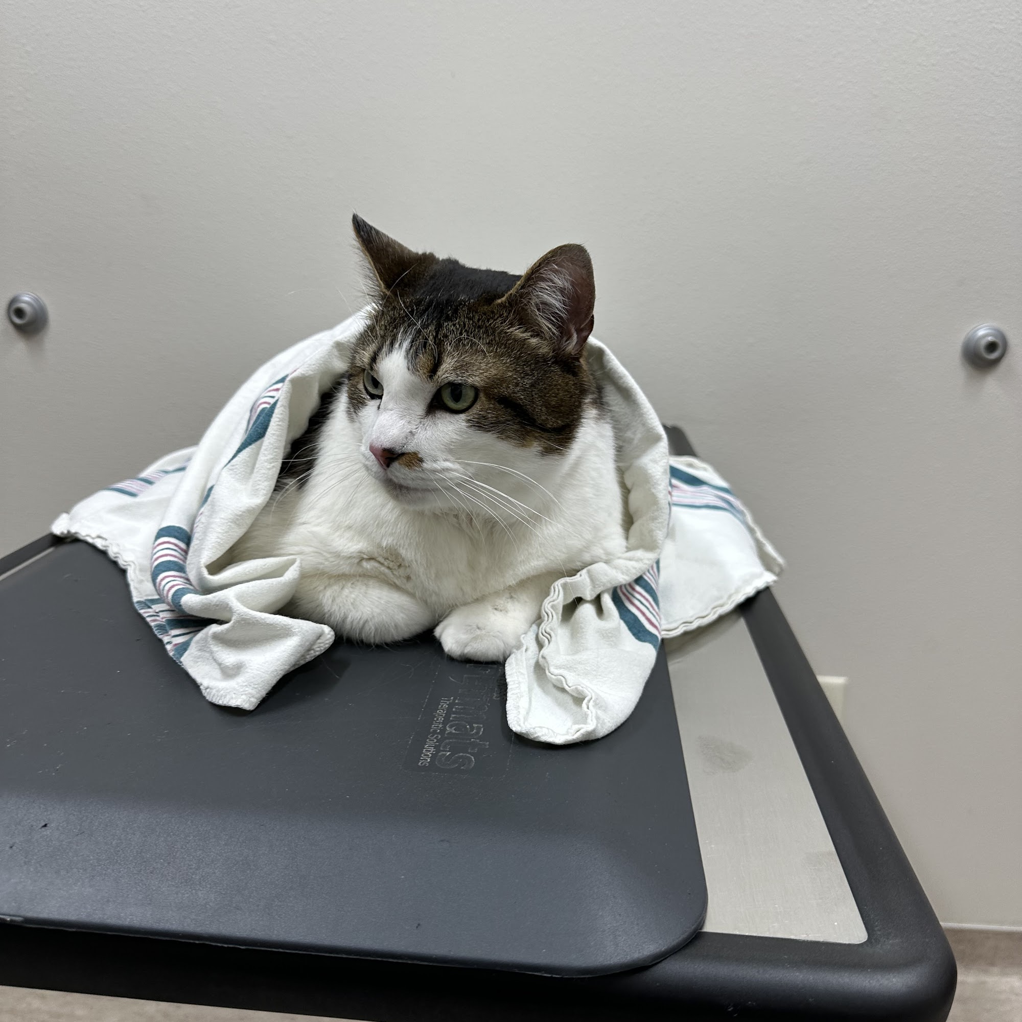 Care Animal Hospital Pleasant Prairie