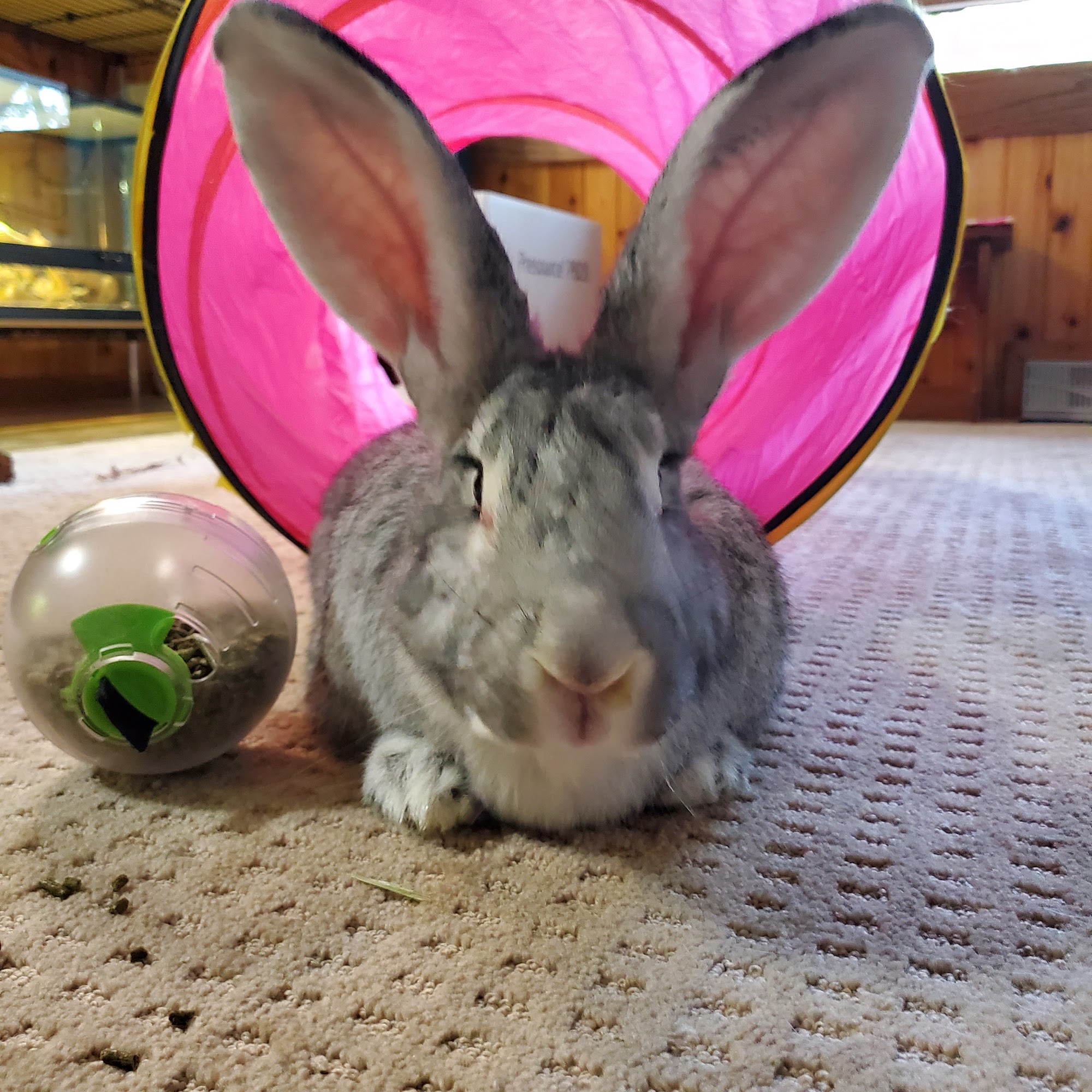 Oakview Veterinary Medical Center Plover