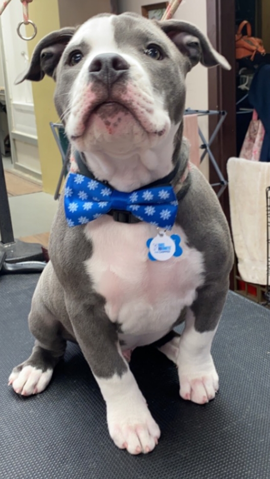 Canine Design Grooming Salon LLC Plymouth