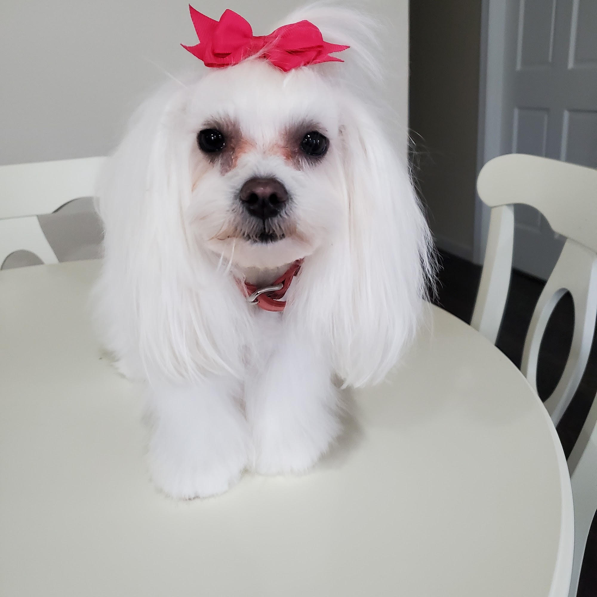 Gini's Grooming Shop Plymouth