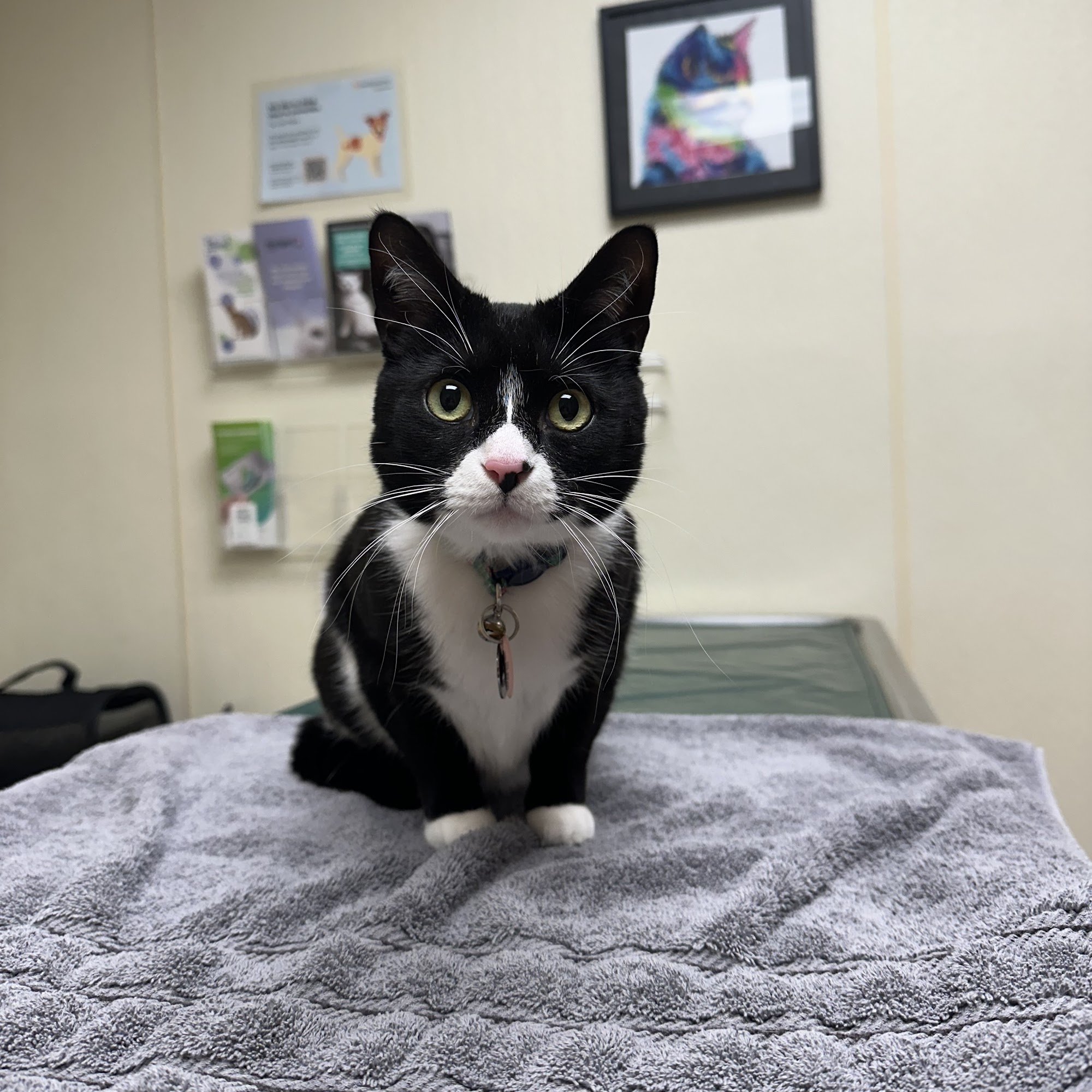 Portage Veterinary Clinic Portage