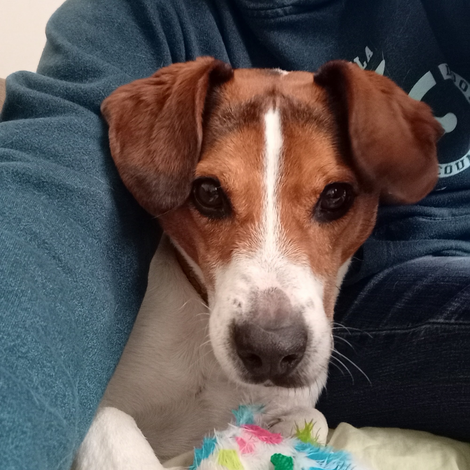 Columbia County Humane Society Portage