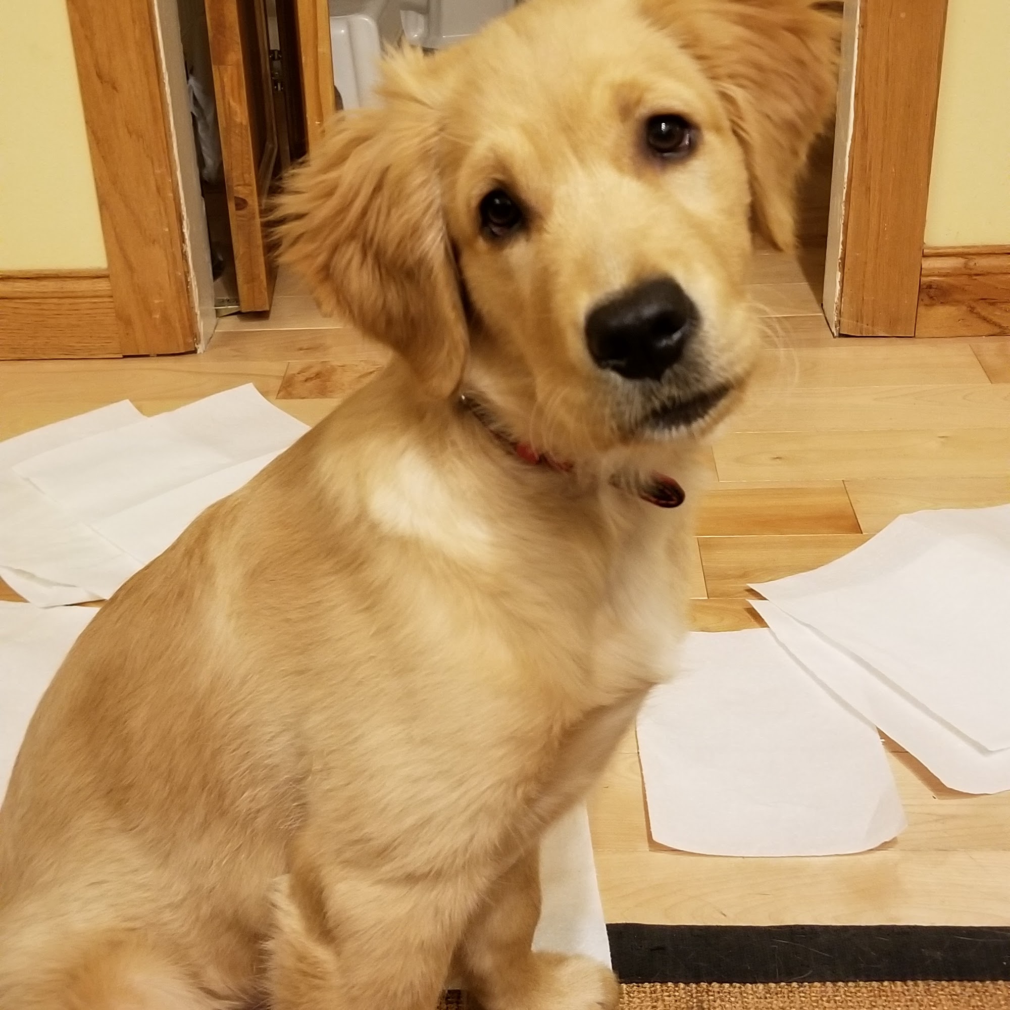 Animal Wellness On Wheels LLC Prairie du Sac