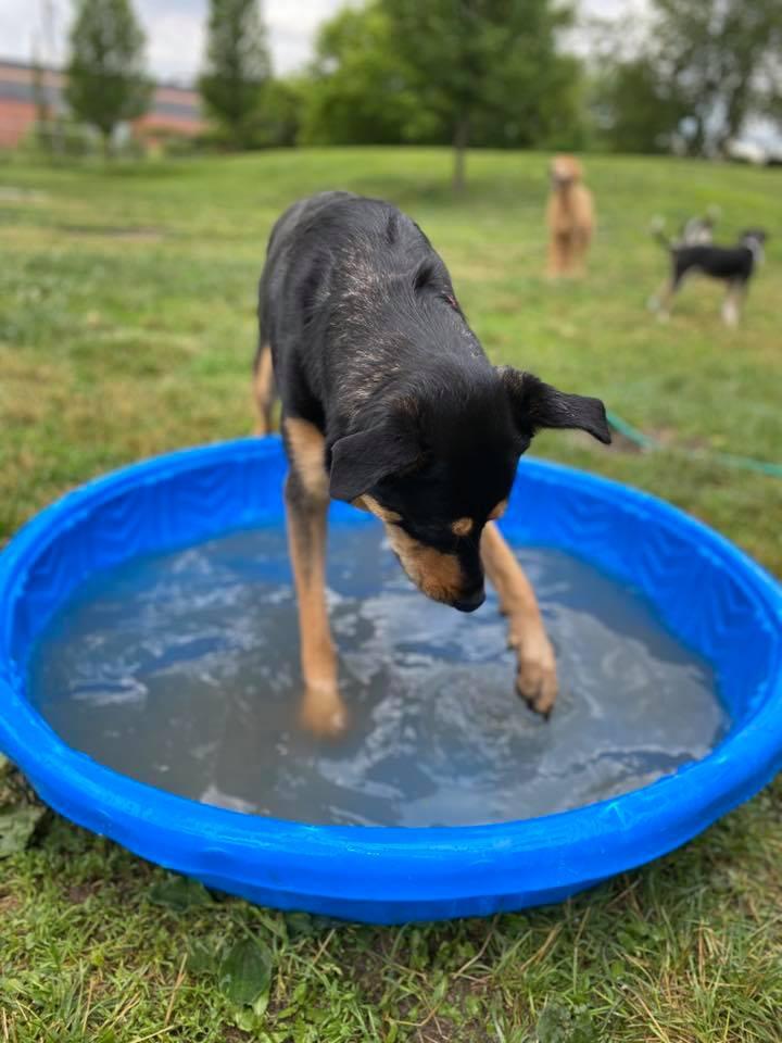 Woofdorf-Astoria Dog Hotel & Day Spa Racine