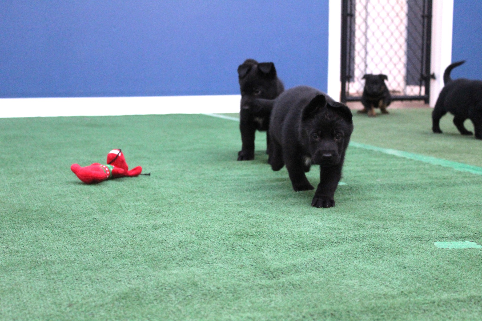 Canine Coach and Wellness, LLC Racine