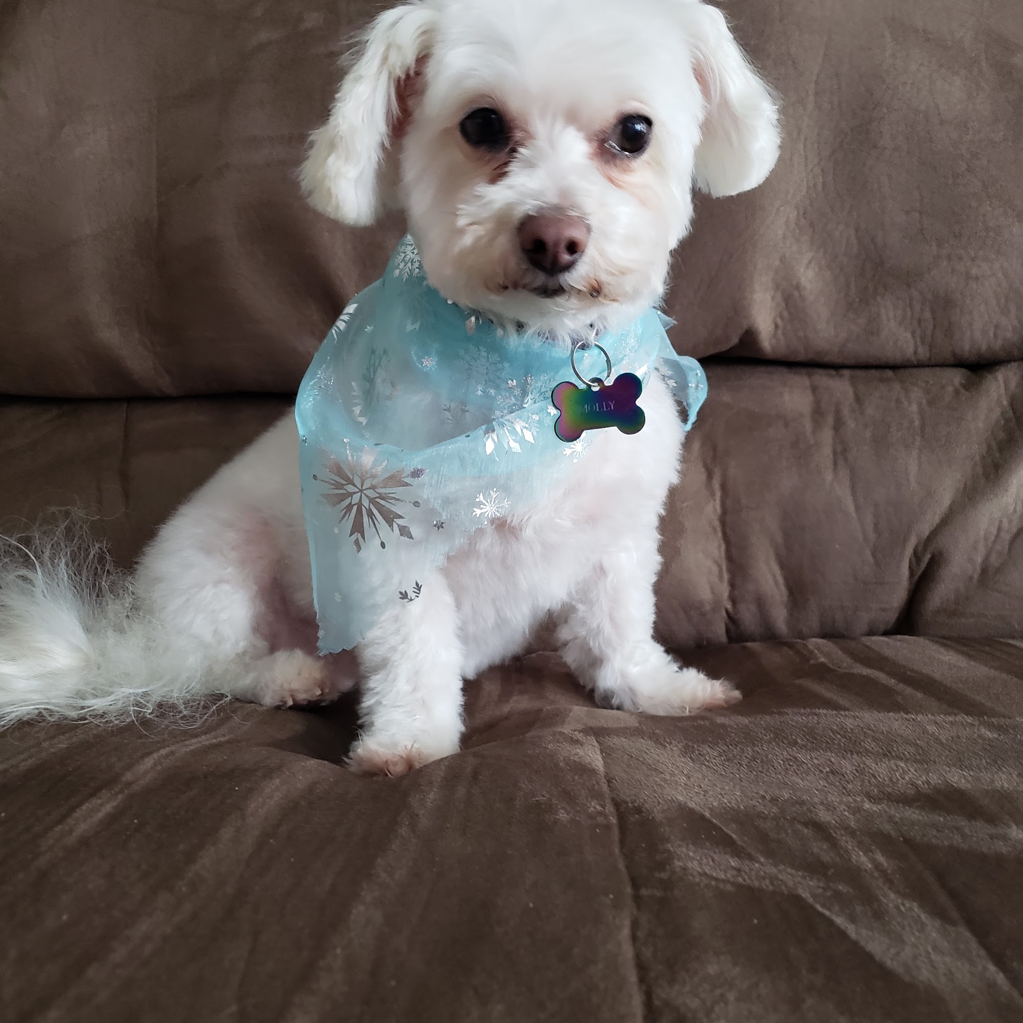 Raining Cats & Dogs Racine