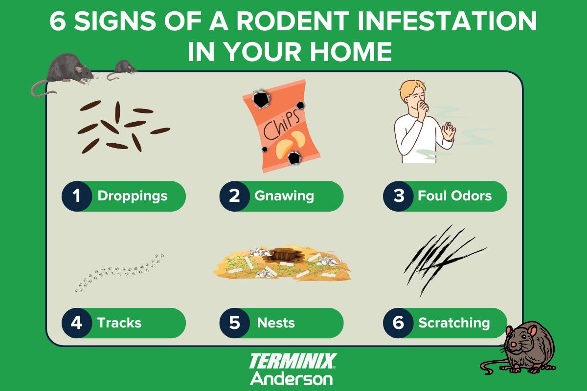 Anderson Pest Solutions