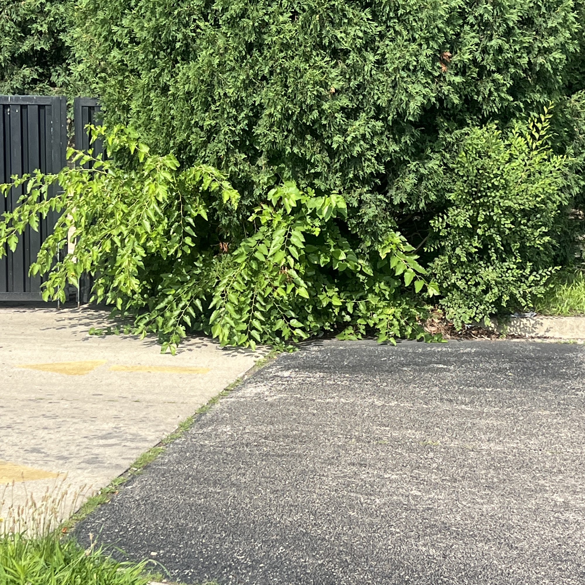 Trimmed & Plowed LLC