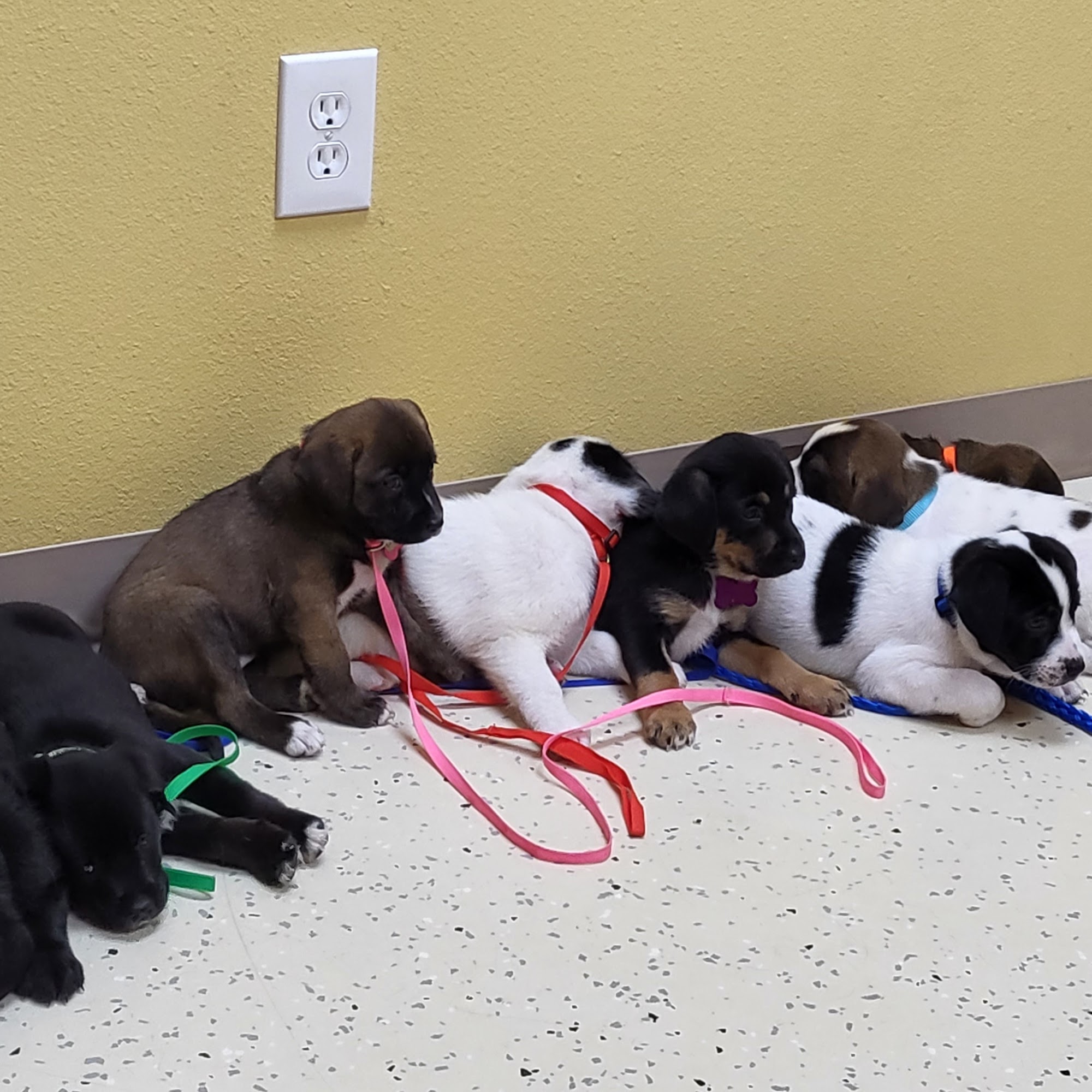 Sunrise Veterinary Services Reedsburg