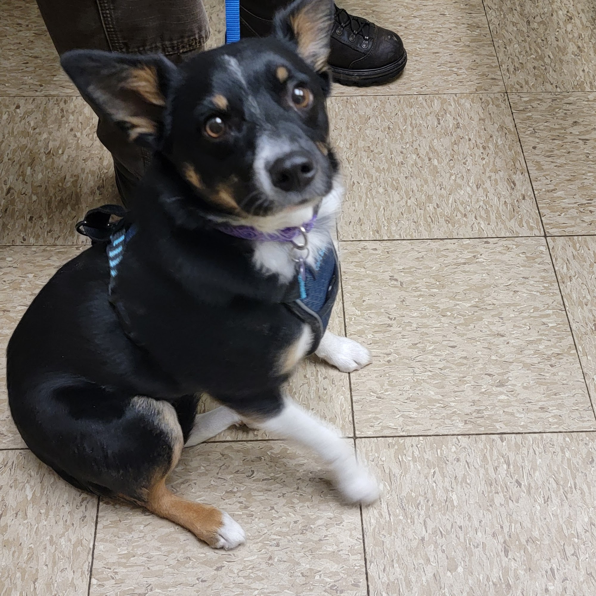 Animal Health Care Center Rhinelander