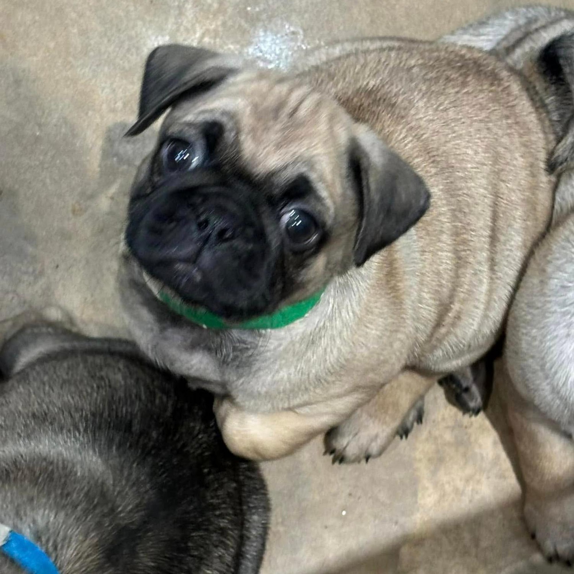 Homestead Veterinary Care Rhinelander