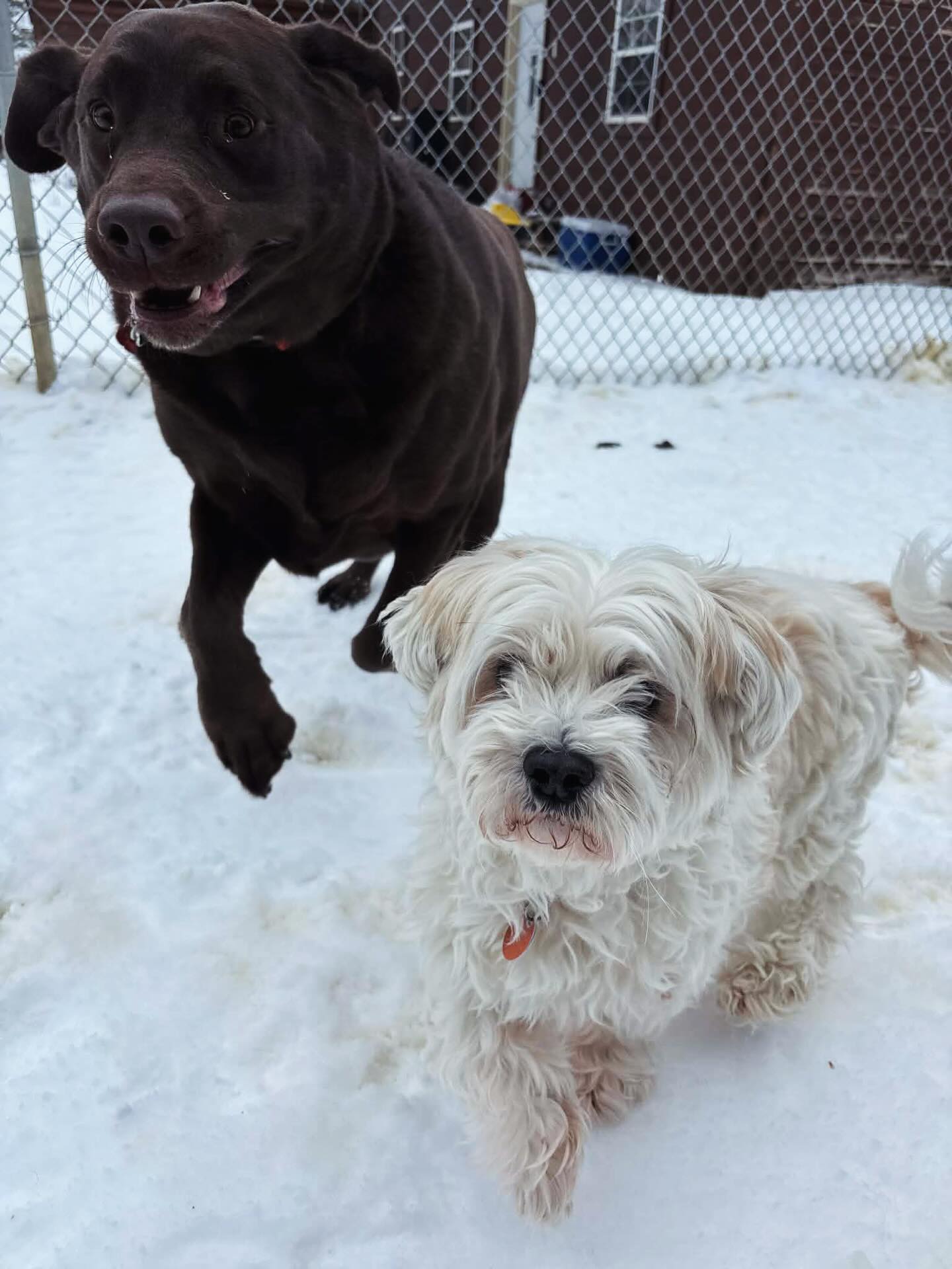 T & M Kennels Rhinelander