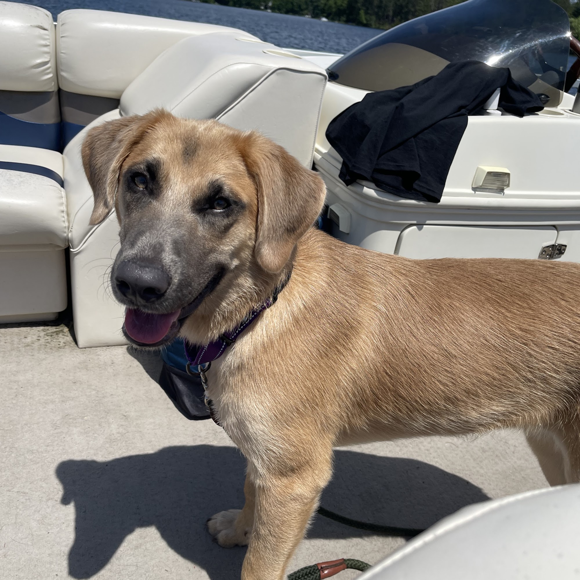 Oneida County Humane Society Rhinelander