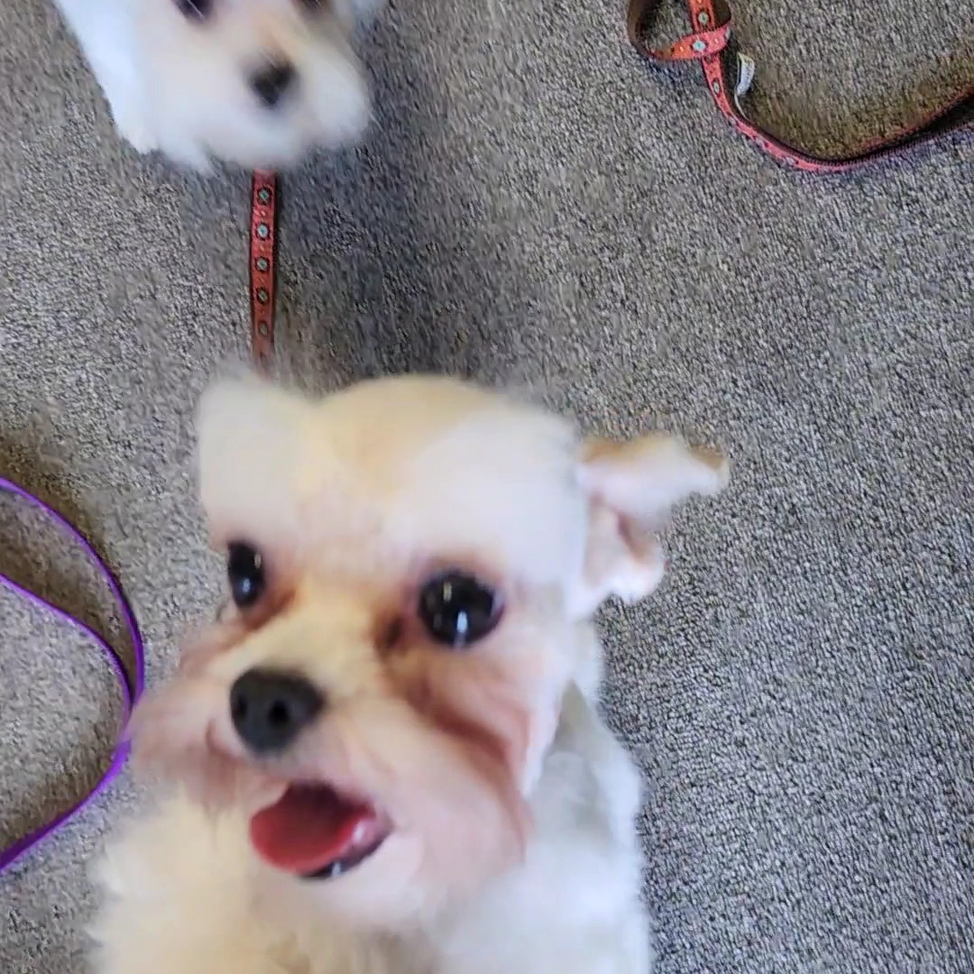 Pawsitively Stylin' Rhinelander