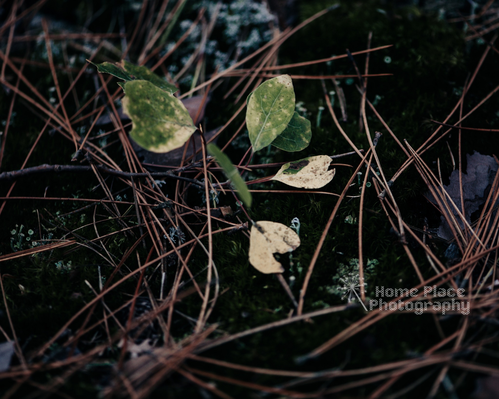 Home Place Photography