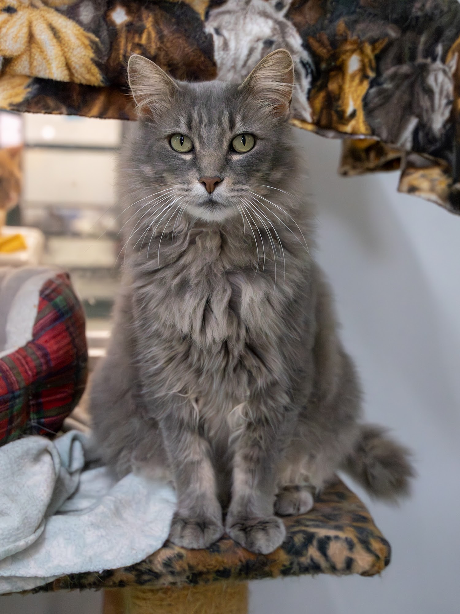 Ocooch Mountain Humane Society Richland Center