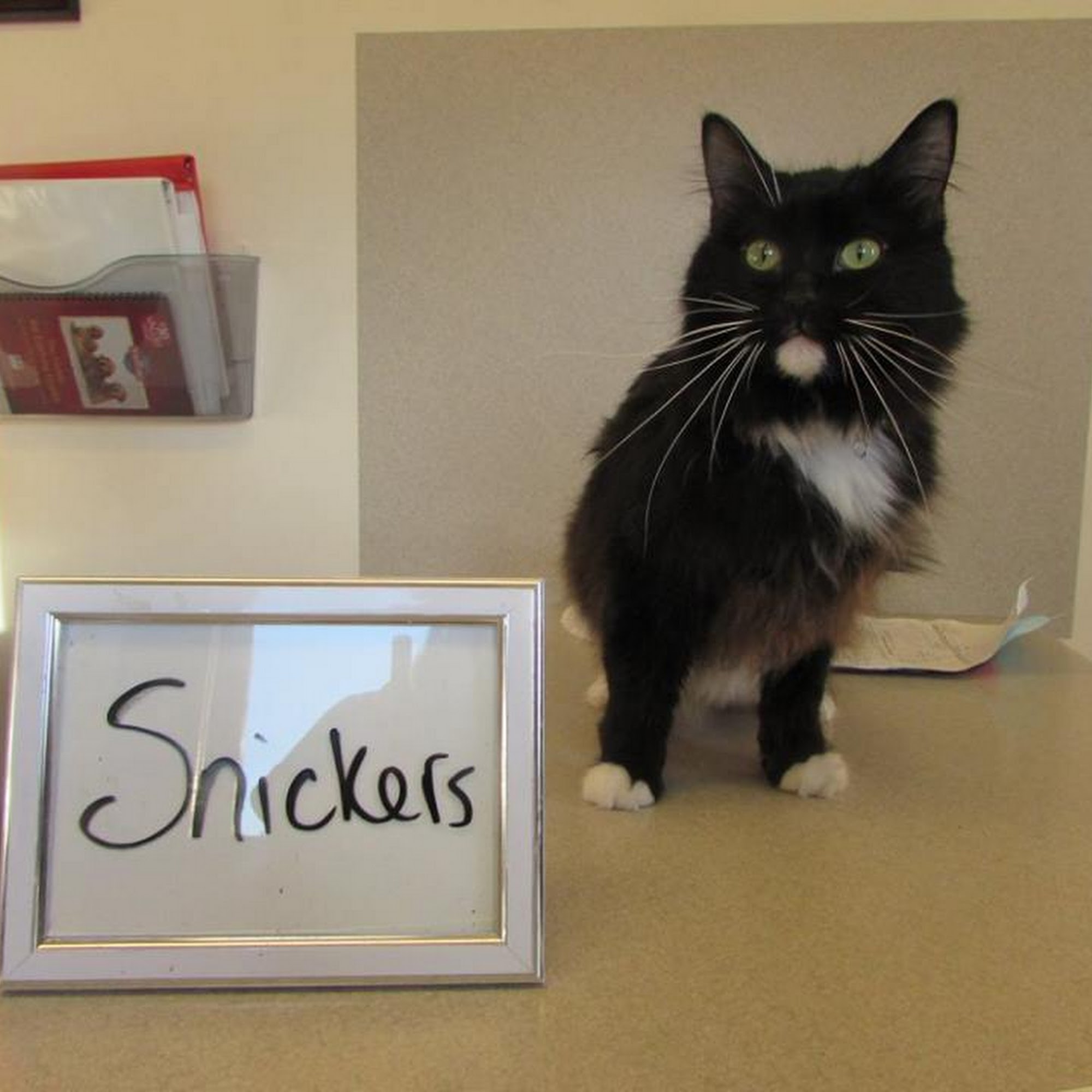 The Ripon Veterinary Clinic Ripon