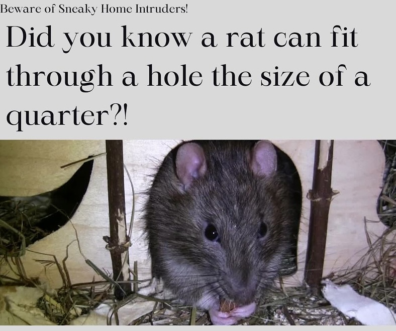 United Pest Solutions