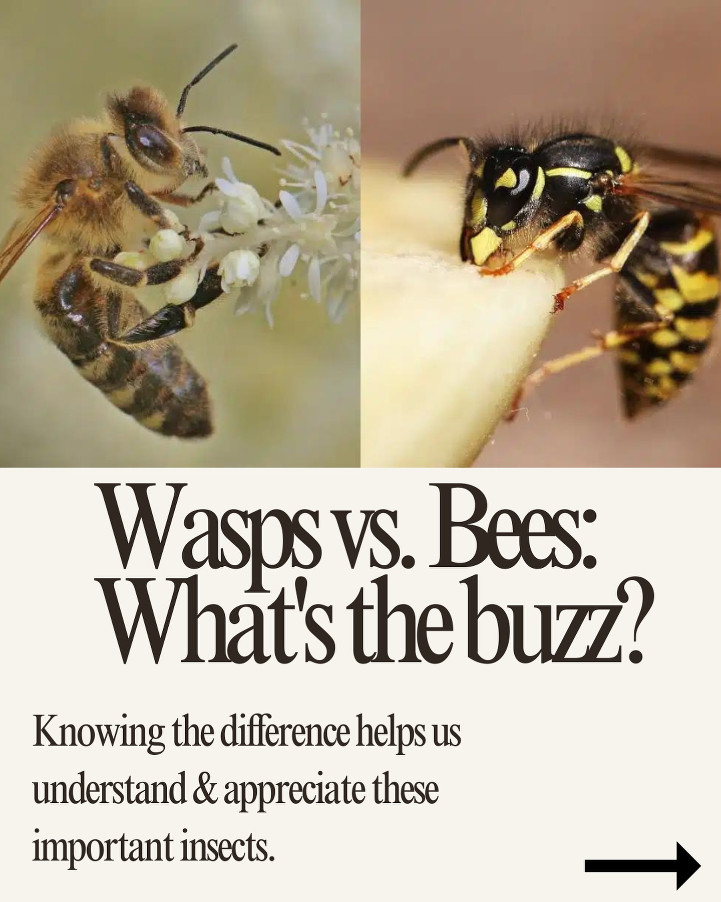 United Pest Solutions